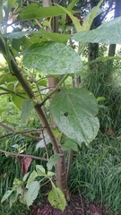 Smallanthus pyramidalis image