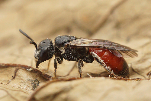Sphecodes nuotrauka