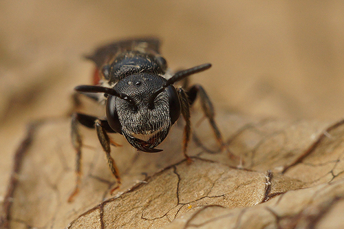 Sphecodes nuotrauka