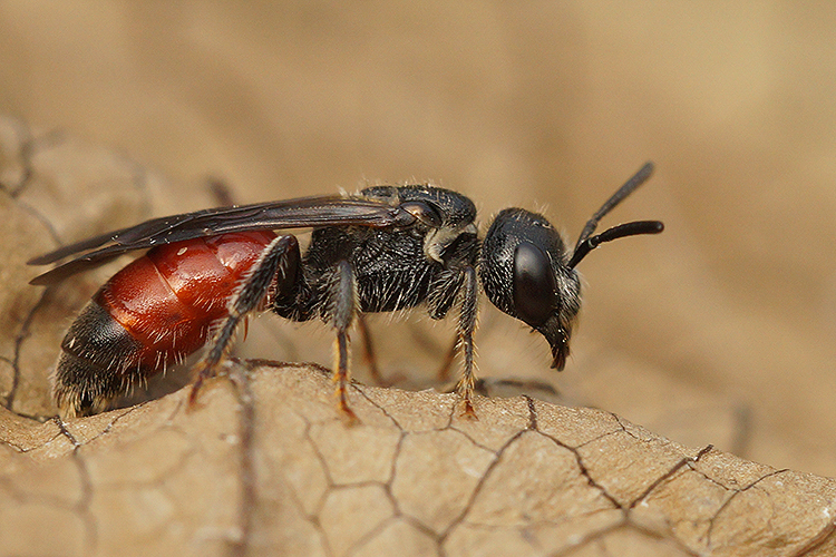 Sweat bee