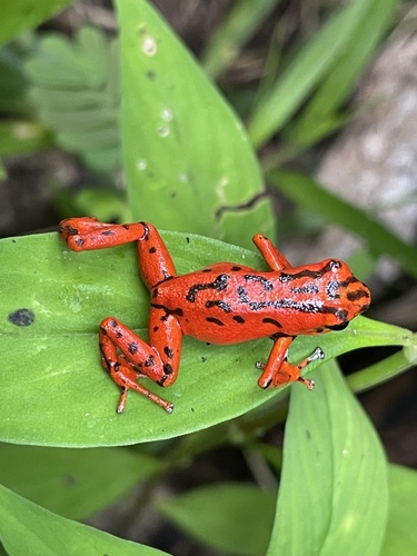 Oophaga vicentei