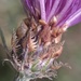 Common Knapweed Complex - Photo (c) Misha Zitser, all rights reserved, uploaded by Misha Zitser