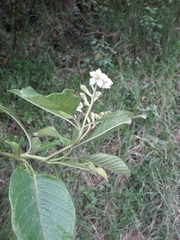 Solanum cornifolium image
