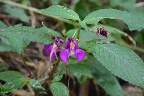 Impatiens andersonii · iNaturalist