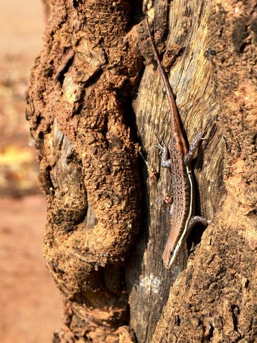 Variable Skink
