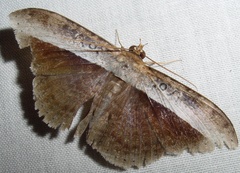 Image of Hemeroblemma schausiana