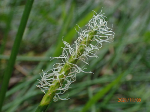Eleocharis dulcis