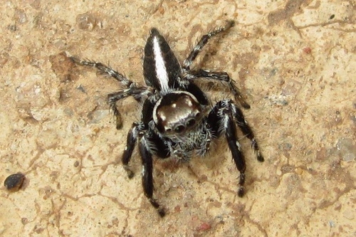 Hyllus dotatus