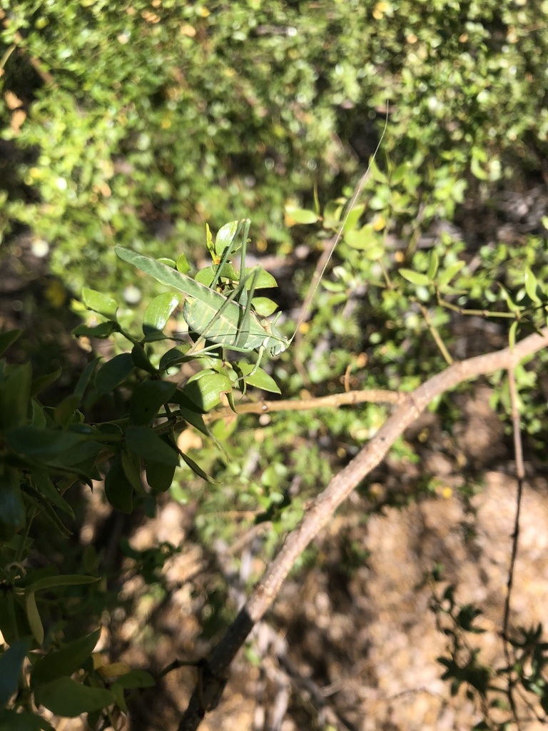 insara-from-scottsdale-community-college-scottsdale-az-us-on