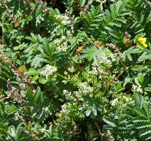 Apium graveolens var. graveolens