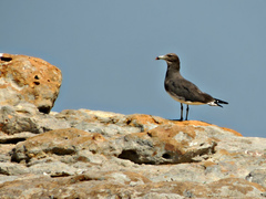 Sooty Gull photo 4