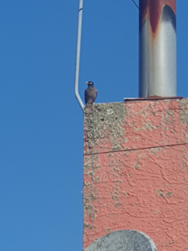 common-indian-myna-from-glendene-auckland-new-zealand-on-09-november