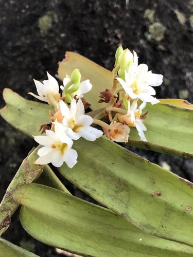 Calyptrochilum christyanum
