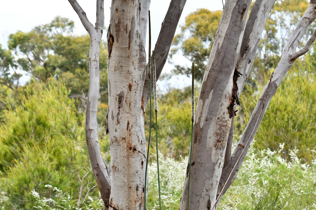 Xanthorrhoea concava from Dharawal National Park, Wedderburn, NSW, AU