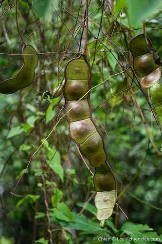 Entada borneensis