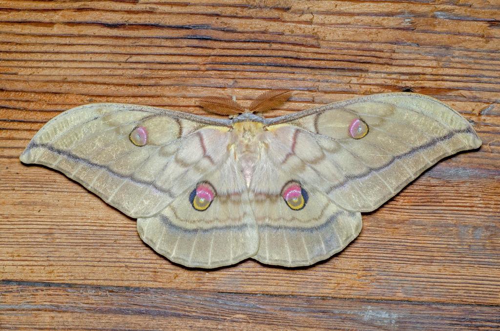 Japanese Silk Moth in August 2016 by Linné's Nightmare. 12°C, 1:23 AM ...