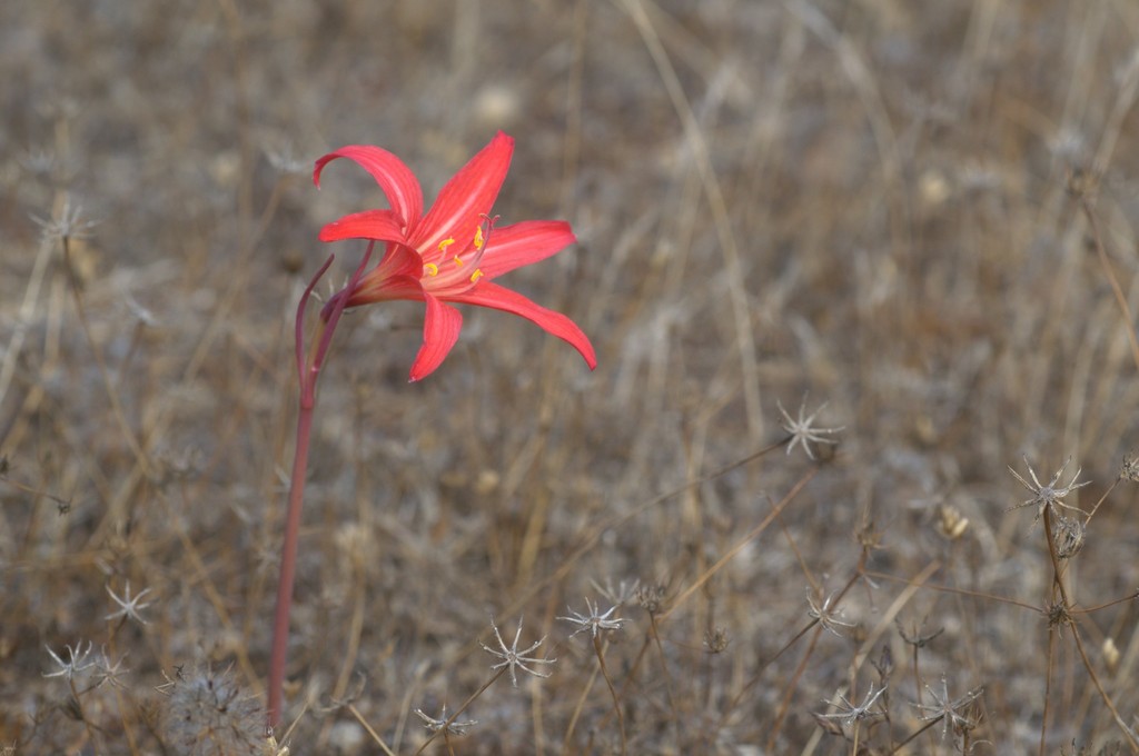 Zephyranthes