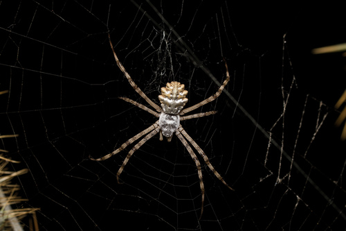 Lobed Argiope