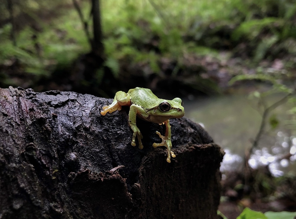 Stream Tree Frog Northern Streamside Tree Frog from Tecolotlán, JAL, MX on October 20 ...