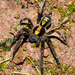Ornate Tropical Wandering Spider - Photo (c) rodrigo_lazaro, all rights reserved, uploaded by rodrigo_lazaro