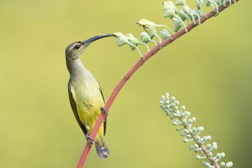 Thick-billed Spiderhunter photo
