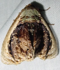 Image of Lepidodes gallopavo
