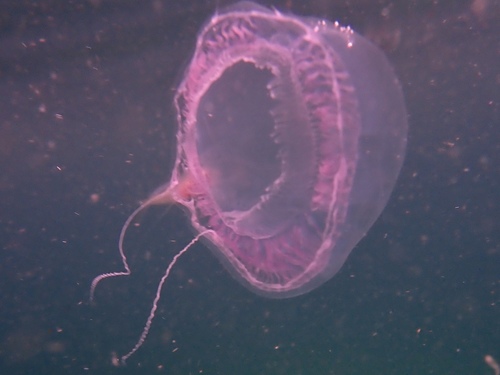 photo of Crystal Jellies (Aequorea)