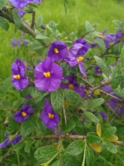 Lycianthes lycioides image