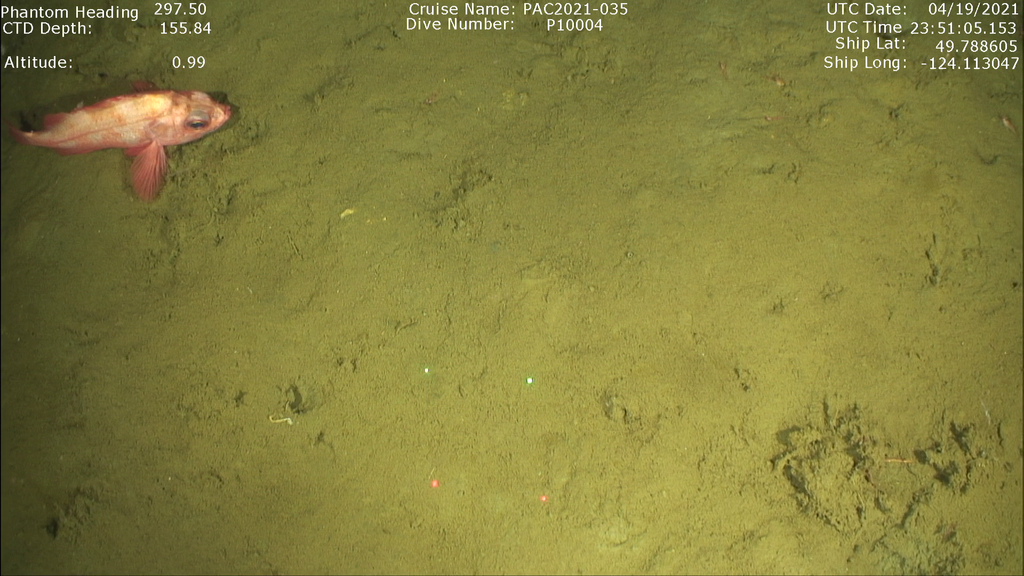 Splitnose Rockfish (RCA monitoring annotation species ID guide