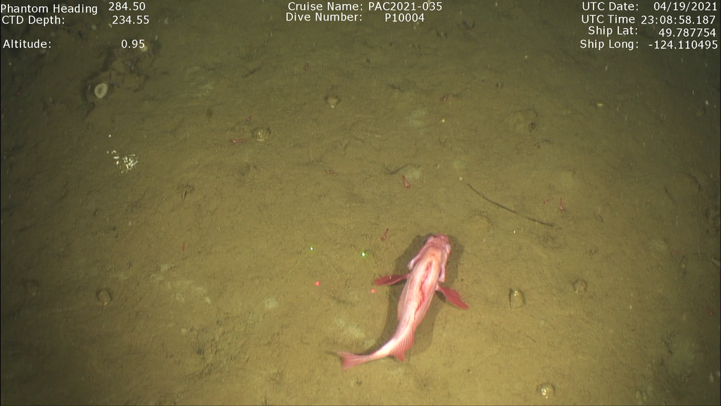 Splitnose Rockfish (RCA monitoring annotation species ID guide