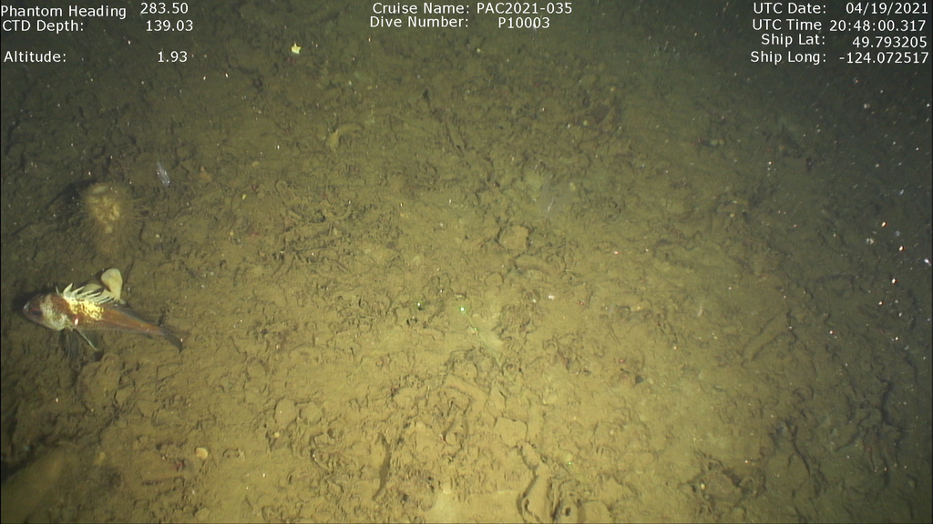 Quillback Rockfish (RCA monitoring annotation species ID guide