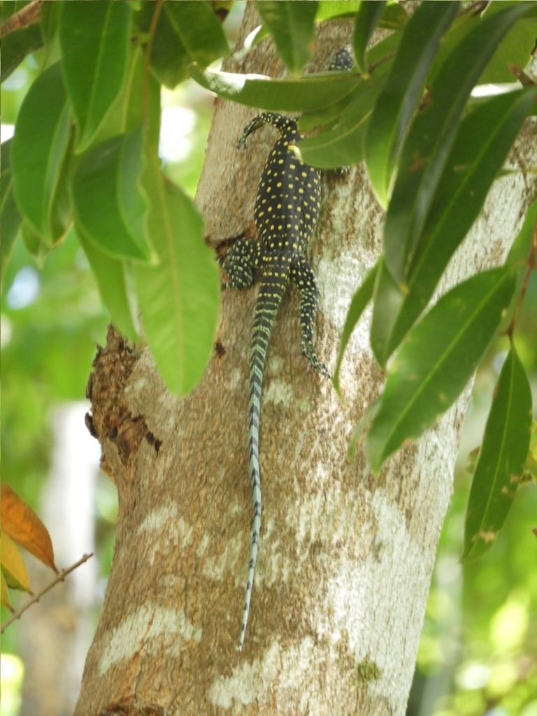 Blue-tailed Monitor from Lockhart River, QLD 4892, Australia on ...