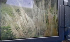 Image of Miscanthus sinensis