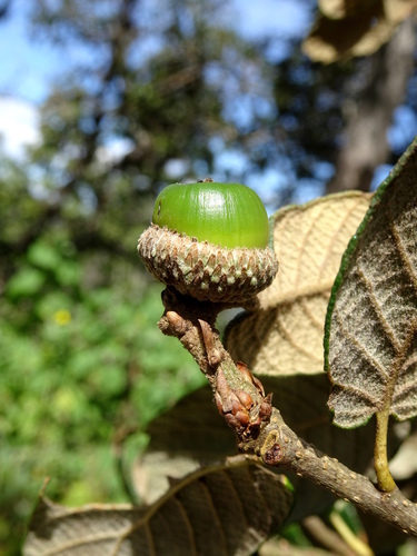 Quercus ariifolia