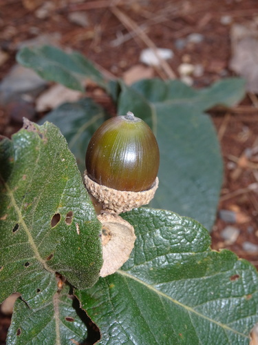 Quercus obtusata