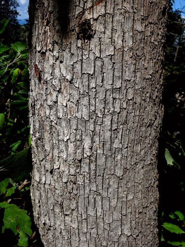 Quercus ariifolia