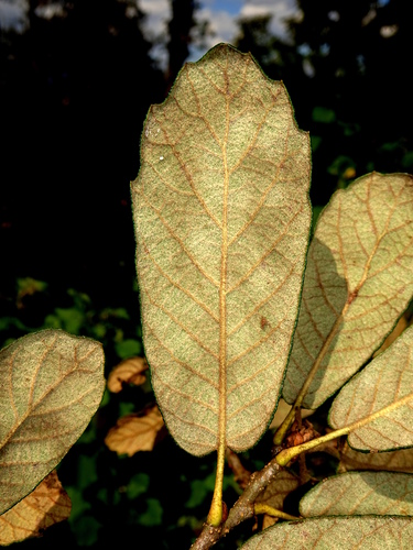 Quercus ariifolia