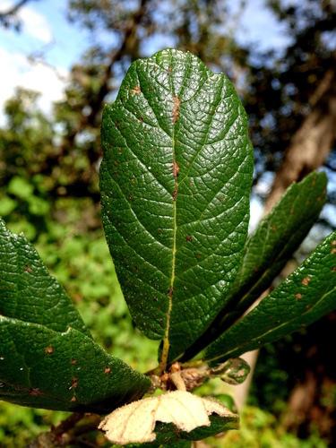 Quercus ariifolia