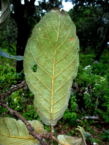 Quercus obtusata