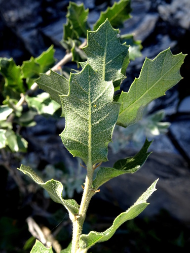 Short Oak