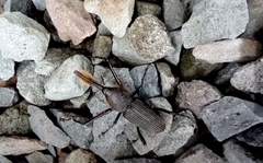 Rhinostomus barbirostris image