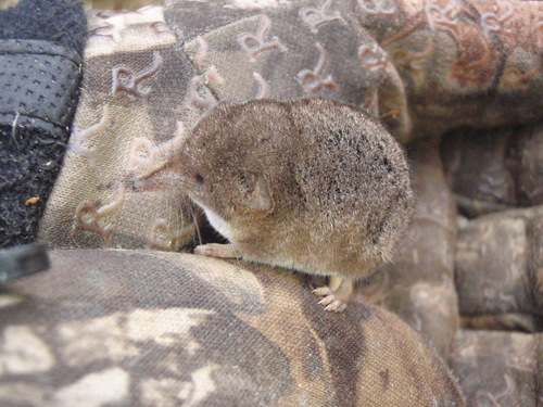 Masked Shrew