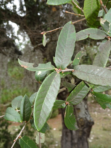 mexican oak