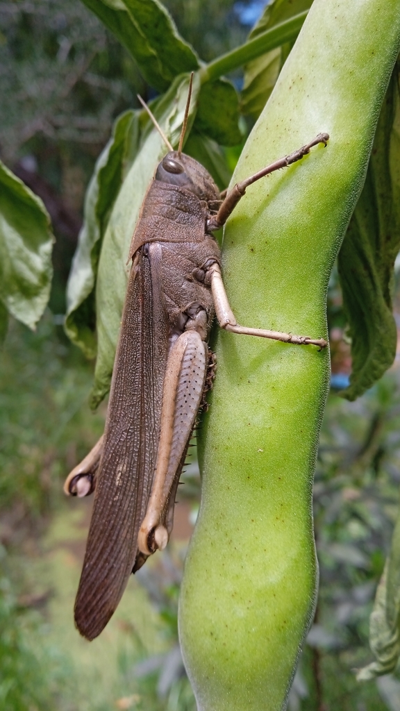 Schistocerca flavofasciata from 20200 Punta Negra, Departamento de