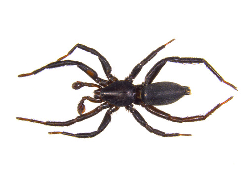 Gnaphosa