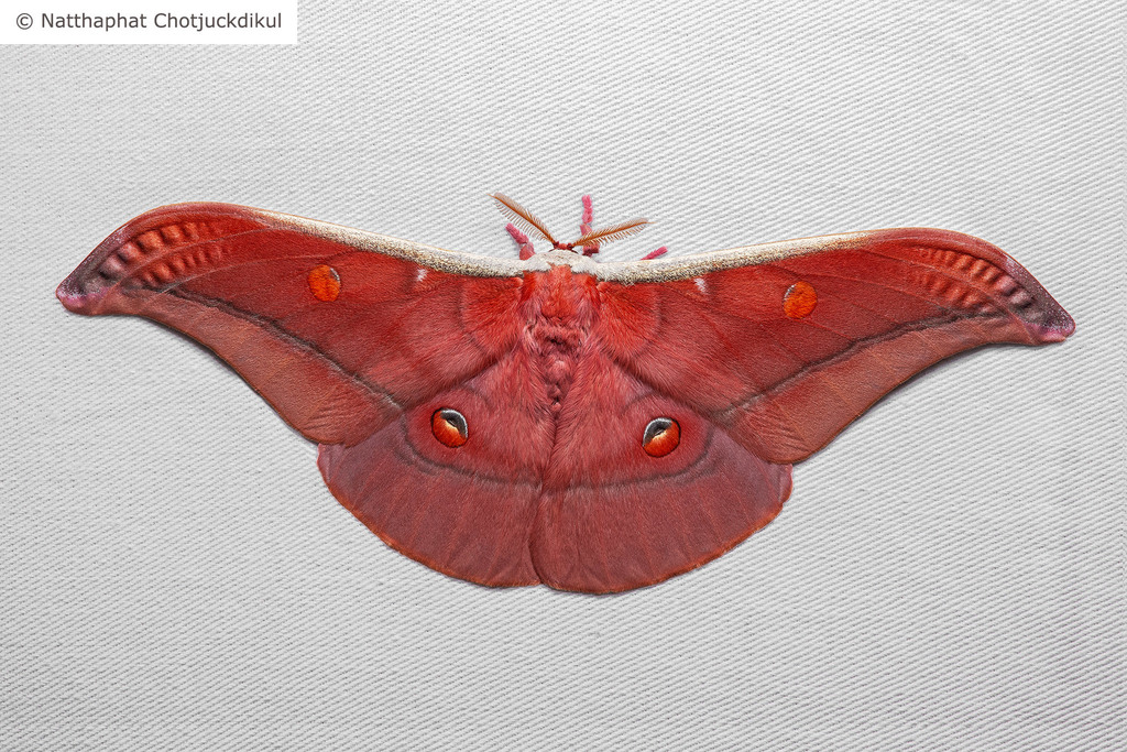 Assam silkmoth from Krating Waterfall on November 7, 2021 at 07:16 AM ...