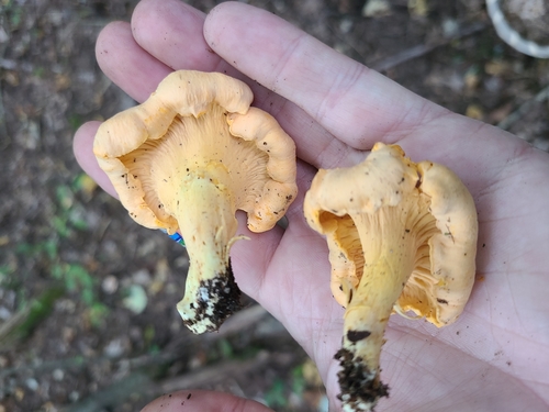 Cantharellus flavolateritius