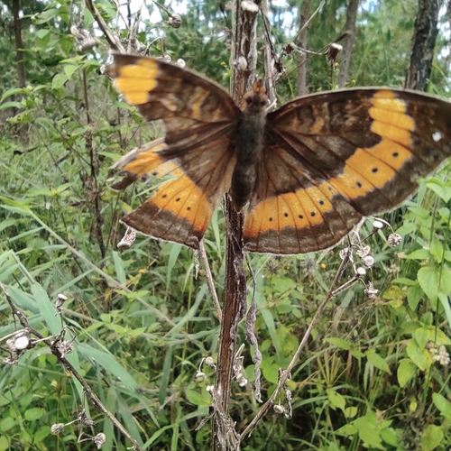Yellow-banded Pansy