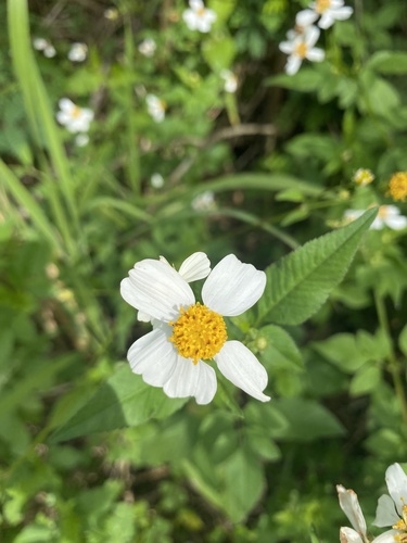 White beggarticks