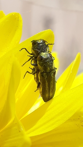 Agrilus sulphurifer